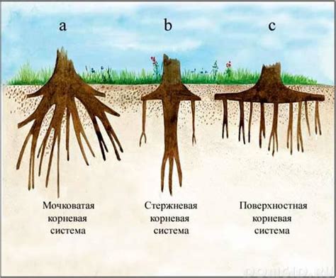 Опасность распространения корней вишни