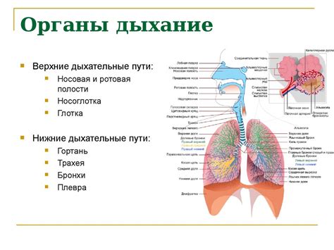 Описание видимости изображения пара в органах дыхательной системы на медицинских снимках