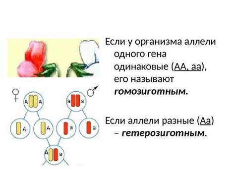 Определение гомозиготы и гетерозиготы