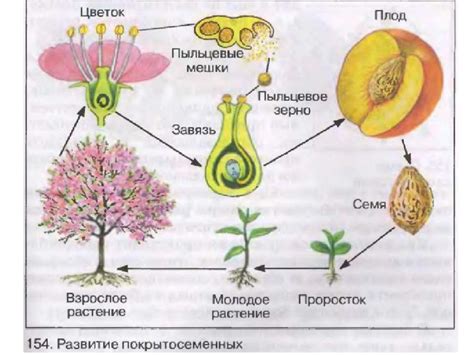 Определение зарождения цветовых растений