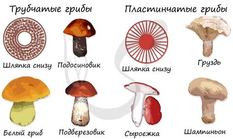 Определение и подготовка свежей коллекции грибов