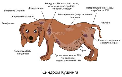 Определение необходимости очистки анальных желез у собаки