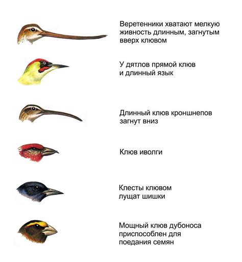 Определение своей птицы