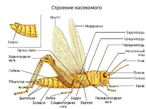 Определите вид насекомого и соберите информацию о его размножении