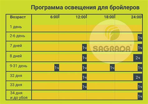 Оптимальная освещенность и продолжительность светового дня: залог успешного роста растений в террарии