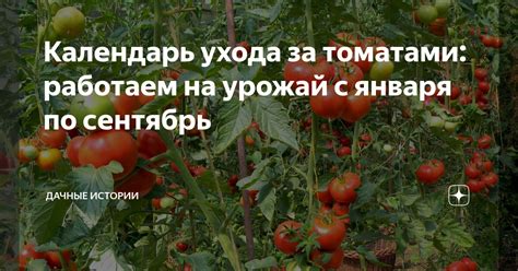 Оптимальная периодичность ухода за томатами