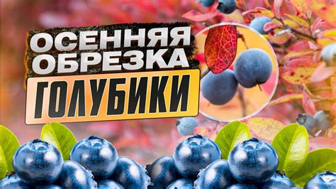 Оптимальное время для обрезки голубики: весна или осень?