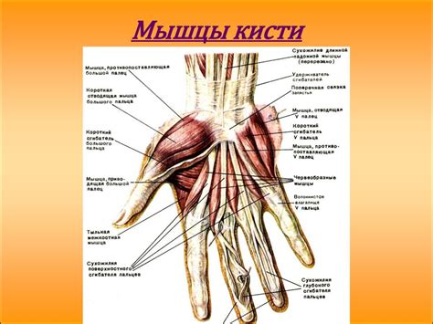 Оптимальное количество повторений для развития трехглавой мышцы верхних конечностей