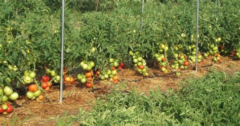 Оптимальные условия выращивания помидоров