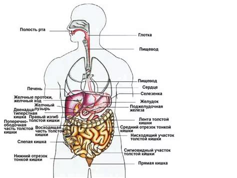 Органы и системы: необычная внутренняя машина