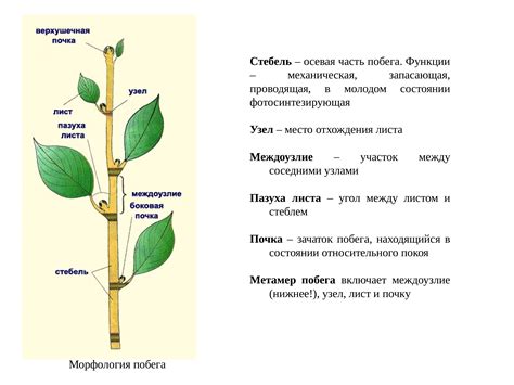 Осмотрите корни и стебель растения