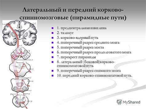 Основные методы терапии левосторонней пирамидной недостаточности