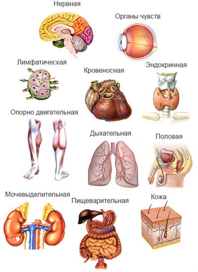 Основные органы и их роль