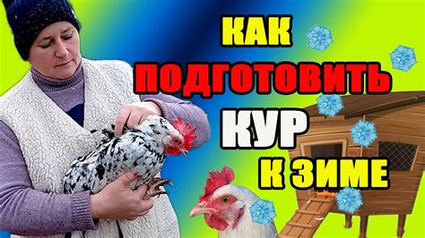 Основные правила кормления кур