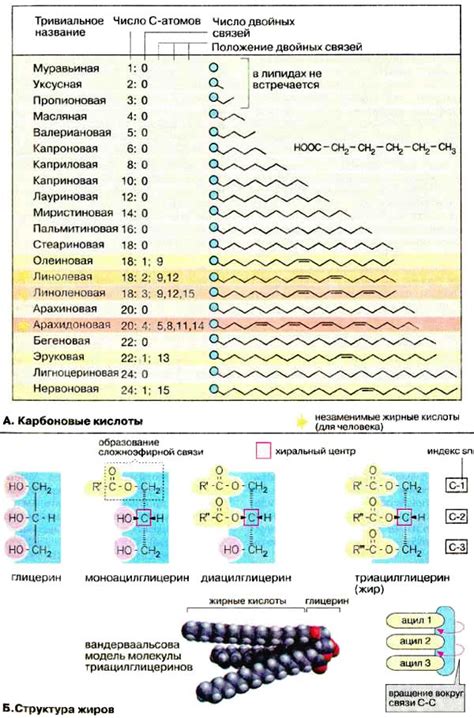 Основные преимущества натуральных жирных кислот