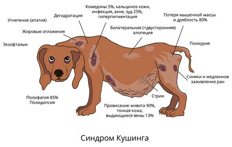 Основные признаки выявления паразитов у домашней собаки