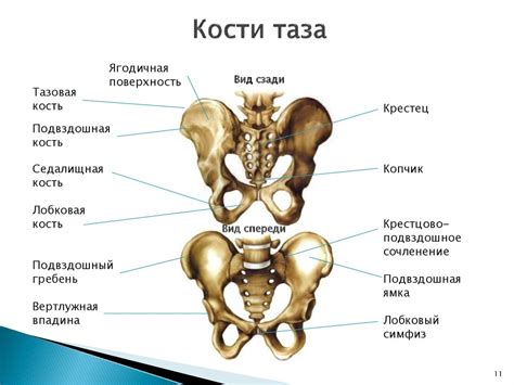 Основные признаки и последствия заболевания в области таза