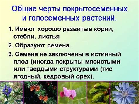 Основные признаки цветения