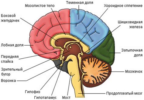 Основные принципы механизма сохранения информации в структуре мозга