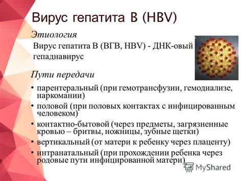 Основные пути передачи вируса
