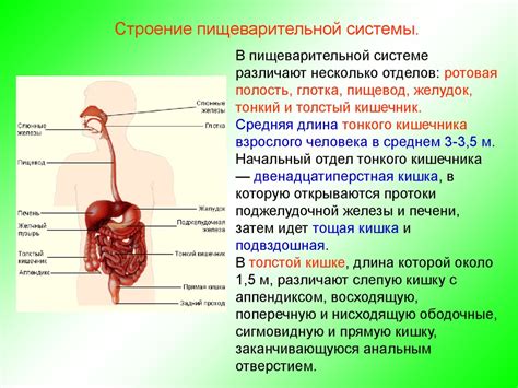 Основные рекомендации для предотвращения неудобств при повышенной температуре и дискомфорта в пищеварительной системе