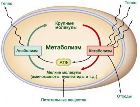 Основные роли печени и ее воздействие на метаболизм