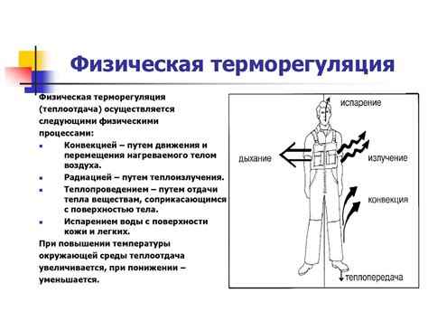 Основные сведения о терморегуляции человеческого организма