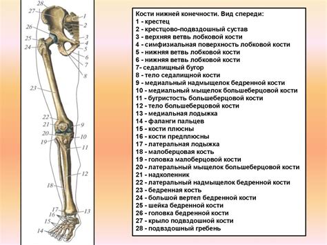 Основные составляющие скелета нижних конечностей