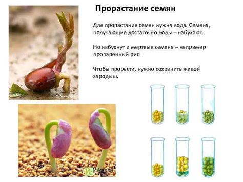 Основные факторы для успешной прорастания семян эль хупси