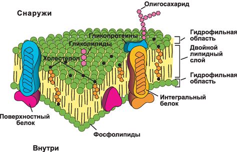 Основные функции клеточной мембраны