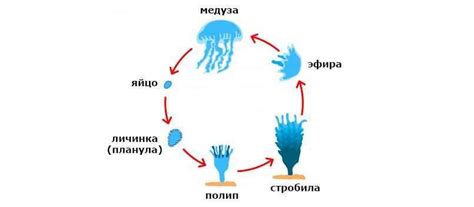 Основные характеристики медузы