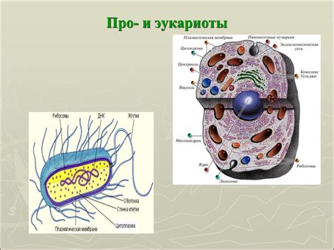 Основные черты эукариот в мире живого