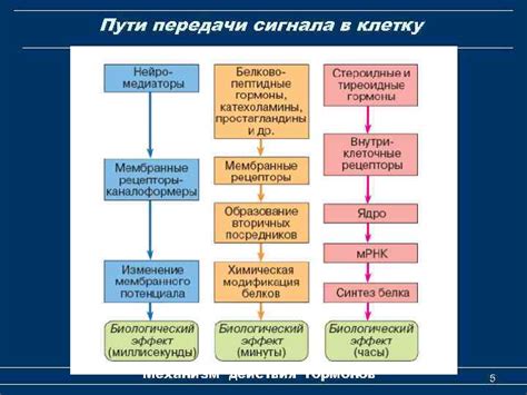 Основы и механизм действия