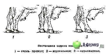 Особенности анатомии задних ног у коровы