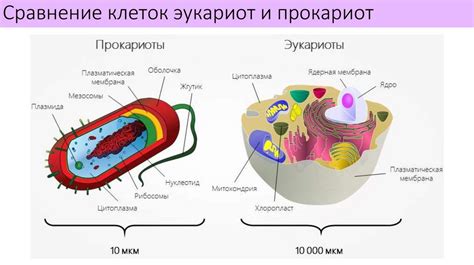 Особенности клеточного строения