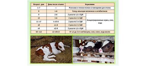 Особенности кормления в разное время года