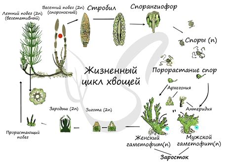 Особенности листьяльных хвощей