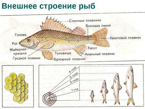 Особенности питания рыб в естественной среде