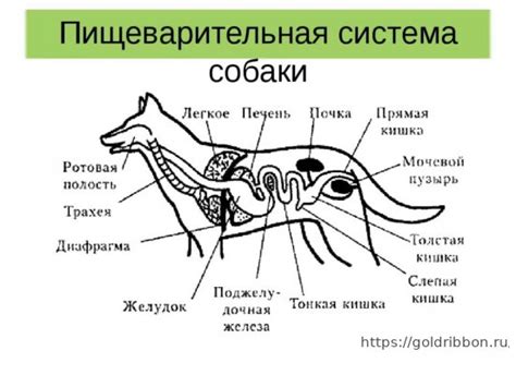 Особенности пищеварения малышей собак и перевариваемость молока от коровы