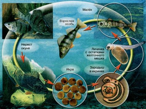 Особенности размножения рыб