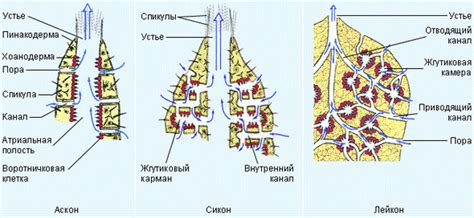 Особенности строения губок