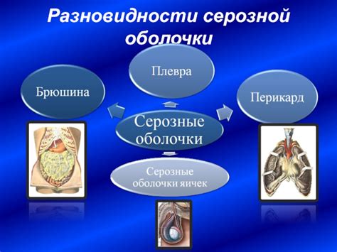 Особенности строения и функции серозной оболочки