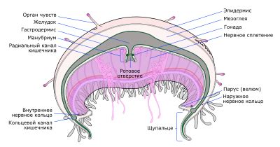 Особенности строения медузы