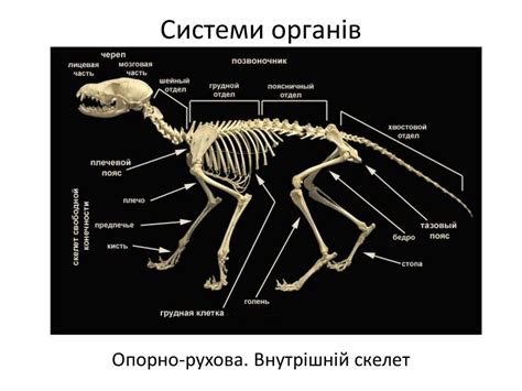 Особенности строения скелета млекопитающих