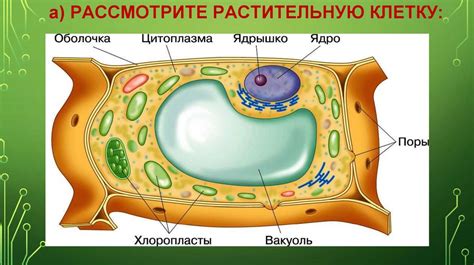 Особенности строения эукариотических клеток