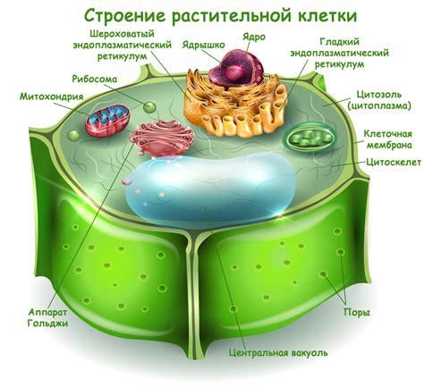 Особенности структуры и функционирования клеток растений