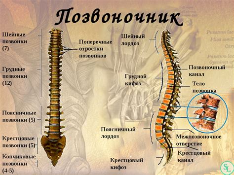 Особенности у человека