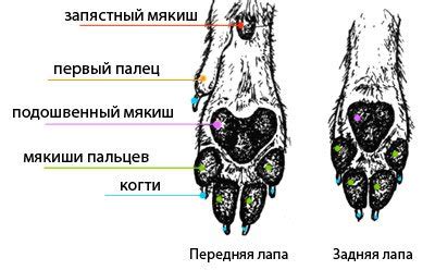 Особенности чувствительности лап собаки