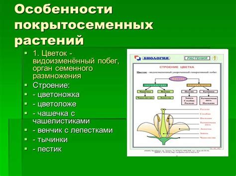 Особенности яйцеклетки у покрытосеменных растений