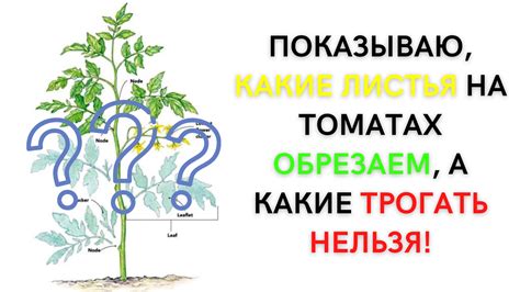 Оставьте яйца на месте и не трогайте их